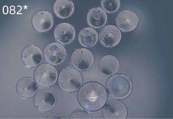 ΢1_Puredex® Cyto-1 ΢ 