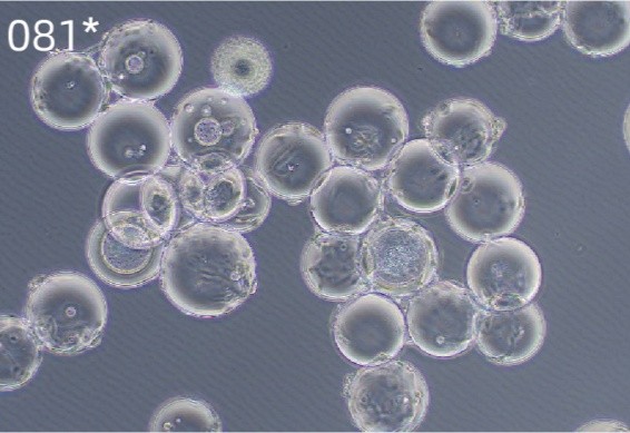 ΢3_Puredex® Cyto-1 ΢ 