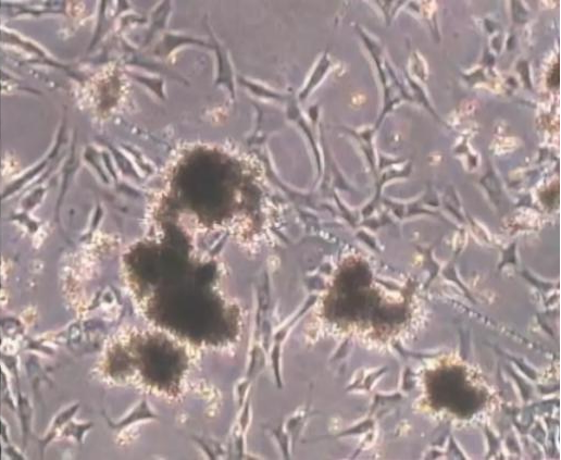 1731036883809063.png d33266e716a7d341cb652b13c3f375a9.png